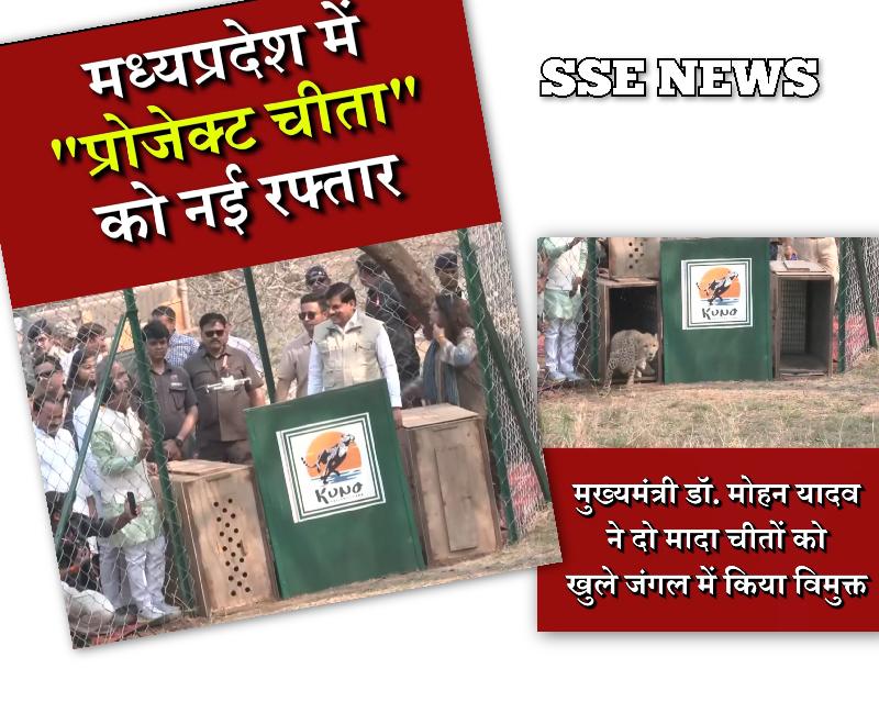 अब खुले जंगल में घूमेंगे और 2 चीते....अब देश में चीतों की संख्या हुई 57.... प्रोजेक्ट चीता में रोज कीर्तिमान रच रहा एमपी :